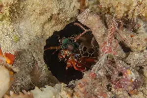 Crayfish Prints: Painted Lobster(Panulirus versicolor) at the Tubbataha Reef National Park Philippines