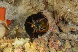 Crayfish Prints: Painted Lobster(Panulirus versicolor) at the Tubbataha Reef National Park Philippines