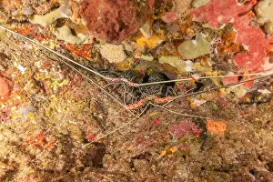 Crayfish Prints: Painted Lobster(Panulirus versicolor) at the Tubbataha Reef National Park Philippines
