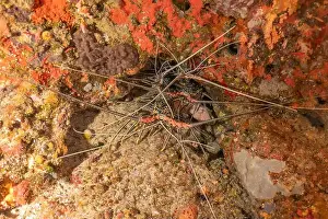 Crayfish Prints: Painted Lobster(Panulirus versicolor) at the Tubbataha Reef National Park Philippines