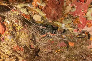 Lobster Prints: Painted Lobster(Panulirus versicolor) at the Tubbataha Reef National Park Philippines