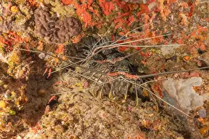 Lobster Prints: Painted Lobster(Panulirus versicolor) at the Tubbataha Reef National Park Philippines