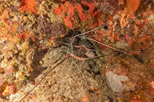 Lobster Prints: Painted Lobster(Panulirus versicolor) at the Tubbataha Reef National Park Philippines