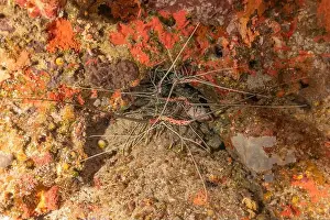 Lobster Prints: Painted Lobster(Panulirus versicolor) at the Tubbataha Reef National Park Philippines