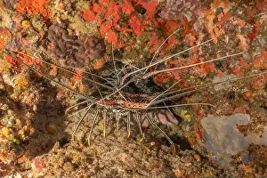 Lobster Prints: Painted Lobster(Panulirus versicolor) at the Tubbataha Reef National Park Philippines