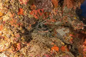 Lobster Prints: Painted Lobster(Panulirus versicolor) at the Tubbataha Reef National Park Philippines