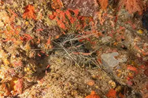 Lobster Prints: Painted Lobster(Panulirus versicolor) at the Tubbataha Reef National Park Philippines