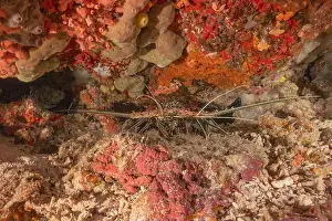 Lobster Prints: Painted Lobster(Panulirus versicolor) at the Tubbataha Reef National Park Philippines