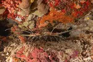 Lobster Prints: Painted Lobster(Panulirus versicolor) at the Tubbataha Reef National Park Philippines