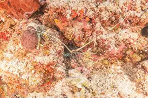 Lobster Prints: Painted Lobster(Panulirus versicolor) at the Tubbataha Reef National Park Philippines