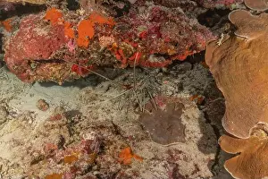 Lobster Prints: Painted Lobster(Panulirus versicolor) at the Tubbataha Reef National Park Philippines