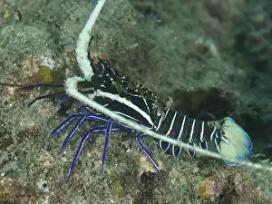 Dive Site Prints: Painted rock crayfish (Panulirus versicolor)