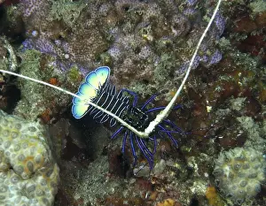 Sea Animal Prints: Painted rock crayfish (Panulirus versicolor)