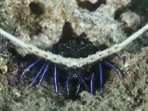 Sea Animal Prints: Painted rock crayfish (Panulirus versicolor) hidden under a rock in the sea