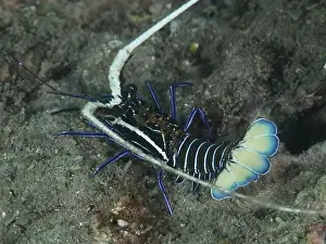 Diving Locations Prints: Painted rock crayfish (Panulirus versicolor) on the seabed