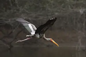 New Delhi Prints: A painted stork in flight at New Delhi Zoo, India