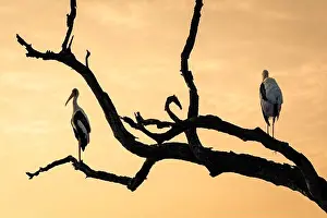 Wild Bird Prints: Two Painted Storks Perched on Dead Tree Branch at Yala National Park