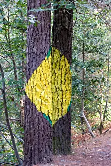 Biscay Prints: Painted trunks of trees in the Oma forest, by Agustin Ibarrola