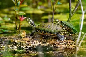 Pets Prints: painted turtle (Chrysemys picta) and red-eared slider (Trachemys scripta elegans) Sunning