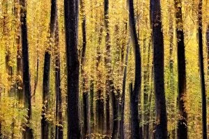 Images Dated 24th October 2022: Painterly abstract motion blur of vibrant fall colors in Pisgah National Forest, Brevard