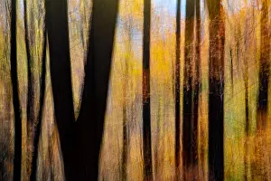 Painterly abstract motion blur of vibrant fall colors in Pisgah National Forest, Brevard, North Carolina, USA