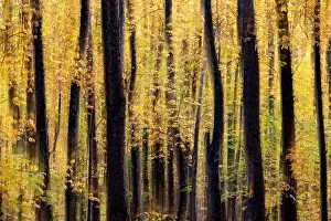 Painterly abstract motion blur of vibrant fall colors in Pisgah National Forest, Brevard, North Carolina, USA