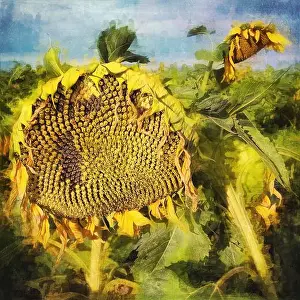 Stockimo Prints: Painterly rendition closeup of sunflowers going to seed in commercial field outside of Bozeman