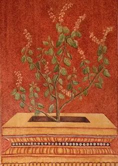 Alternative Medicine Prints: Painting of Tulsi (Holy Basil) (Ocimum tenuflorum) a symbol in Hindu traditions and an Ayurvedic ingredient