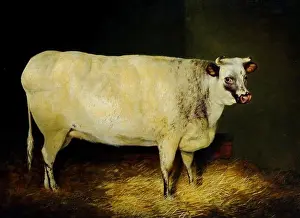 A painting of a White Shorthorn Heifer