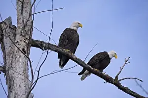 Accipitridae Prints: A pair of adult bald eagles (Haliaeetus leucocephalus) overlooking the Kootenai River in winter