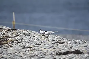 Sterna Paradisaea Prints: A Pair of Arctic Terns (Sterna paradisaea) Facing Inland on a Rocky Shore by Their Nest