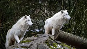 Undomesticated Prints: A pair of Arctic wolves (Canis lupus arctos)