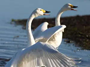 British Wildlife Prints: pair of Bewick swans at Slimbridge WWT UK [Cygnus Columbianos bewickii ]