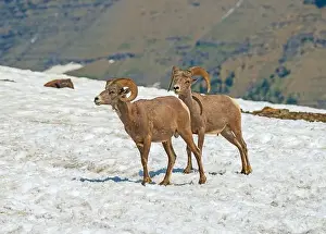Tundra Prints: A Pair of Bighorn Sheep in Summer Snow Near Logan Pass in Glacier National Park in Montana
