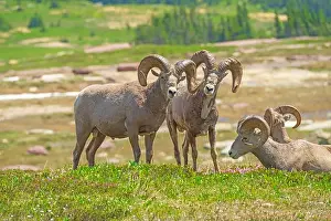 Mountain Ridge Prints: A Pair of Bighorn Sheep Watching as They Graze in Glacier National Park in Montana