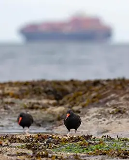 Cargo Ship Prints: A pair of Black Oystercatchers foraging on the shore with a cargo ship in the distance in Victoria
