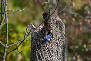 Bluebirds Prints: A pair of bluebirds sit outside their nest