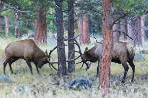 Rocky Mountain Elk Prints: Pair of bull elk fight among the Ponderosa pines for control of the cow elk herd