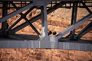 Beams Prints: A pair of California condors sit perched on the structural beams of Navajo Bridge in Arizona