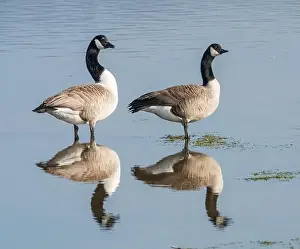 Conwy Prints: Pair of Canada Geese (Branta canadensis)