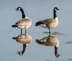 Conwy Prints: Pair of Canada Geese (Branta canadensis)