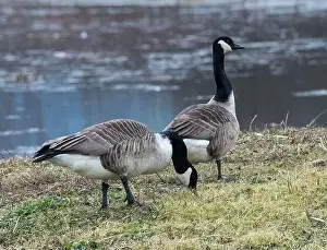 Conwy Prints: Pair of Canada Geese (Branta Canadensis)