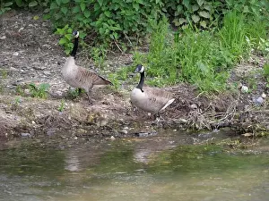 Wurzburg Prints: Pair of Canada geese grazing on the banks of a river (Main near Würzburg)