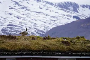 Seagulls Prints: A pair of canada geese on the roof of a house at Oere marina