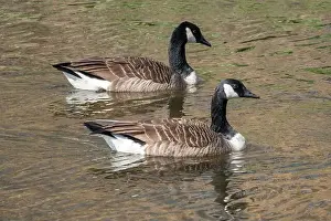 Carolina Prints: A pair of Canada geese swimming in bright sunshine