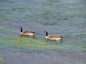 Stay Prints: A pair of Canada geese swimming one behind the other against the current on a river