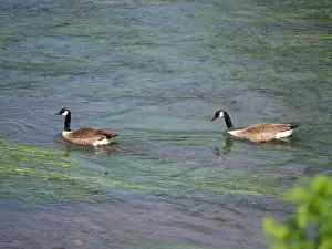 Stay Prints: A pair of Canada geese swimming one behind the other against the current on a river