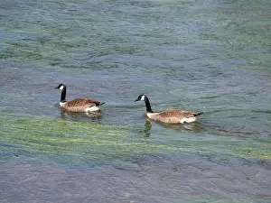 Stay Prints: A pair of Canada geese swimming one behind the other against the current on a river