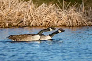 Canada Goose Prints: Pair of Canada geese warning off rivals