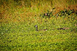 Large Bird Prints: Pair of Canada Goose Swimming
